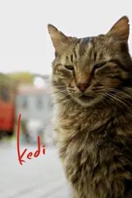 Movie poster of Kedi